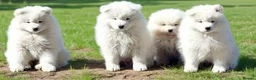 Samoyed dogs for sale: Samoyed puppy KC in Brandon - Advert 6