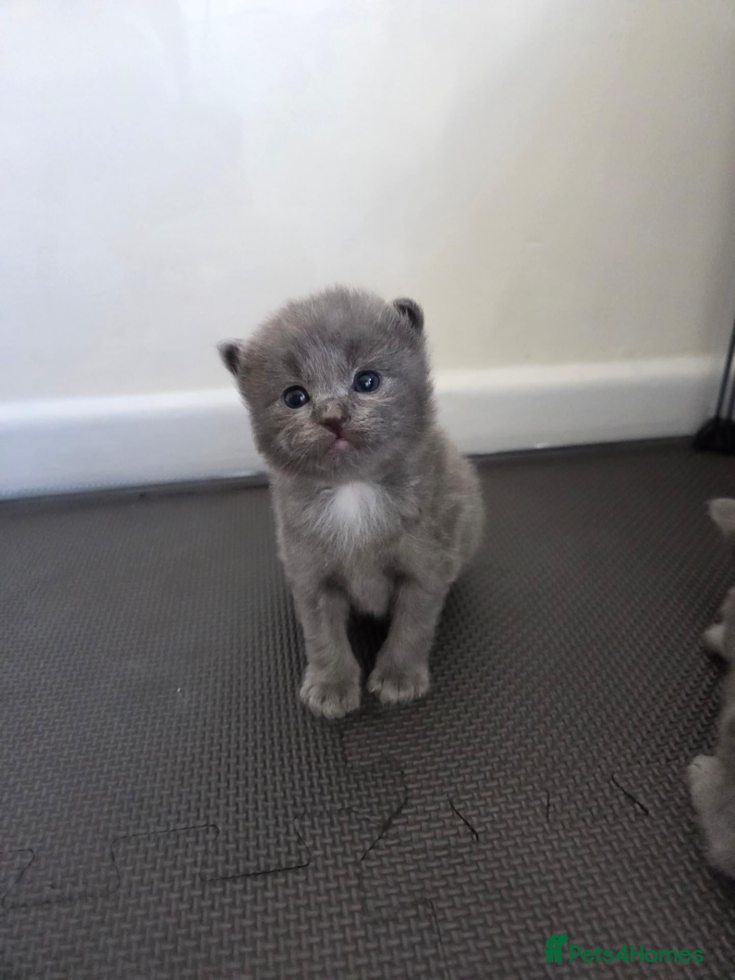 Ragdoll cats for sale: 1 rare blue ragdoll left 💙 - Advert 1