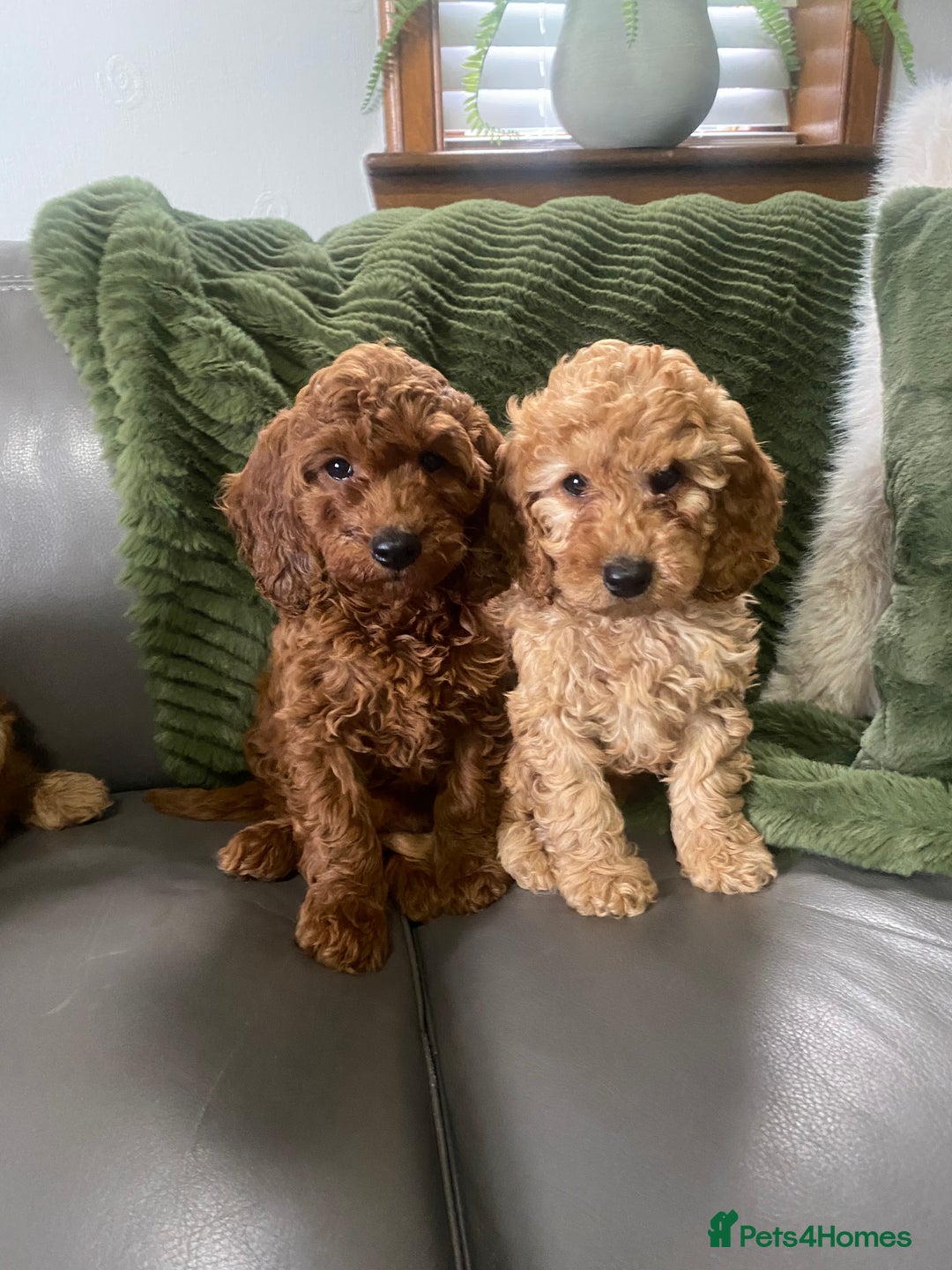Cockapoo dogs for sale: Cockatoo puppies - Advert 3