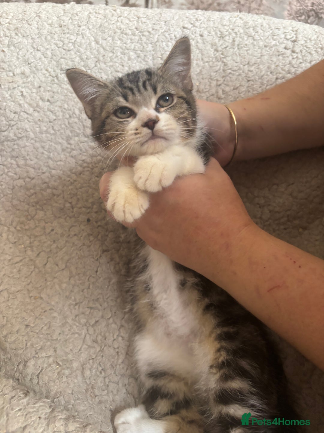 Mixed Breed cats for sale: Friendly Kittens available  - Image 4