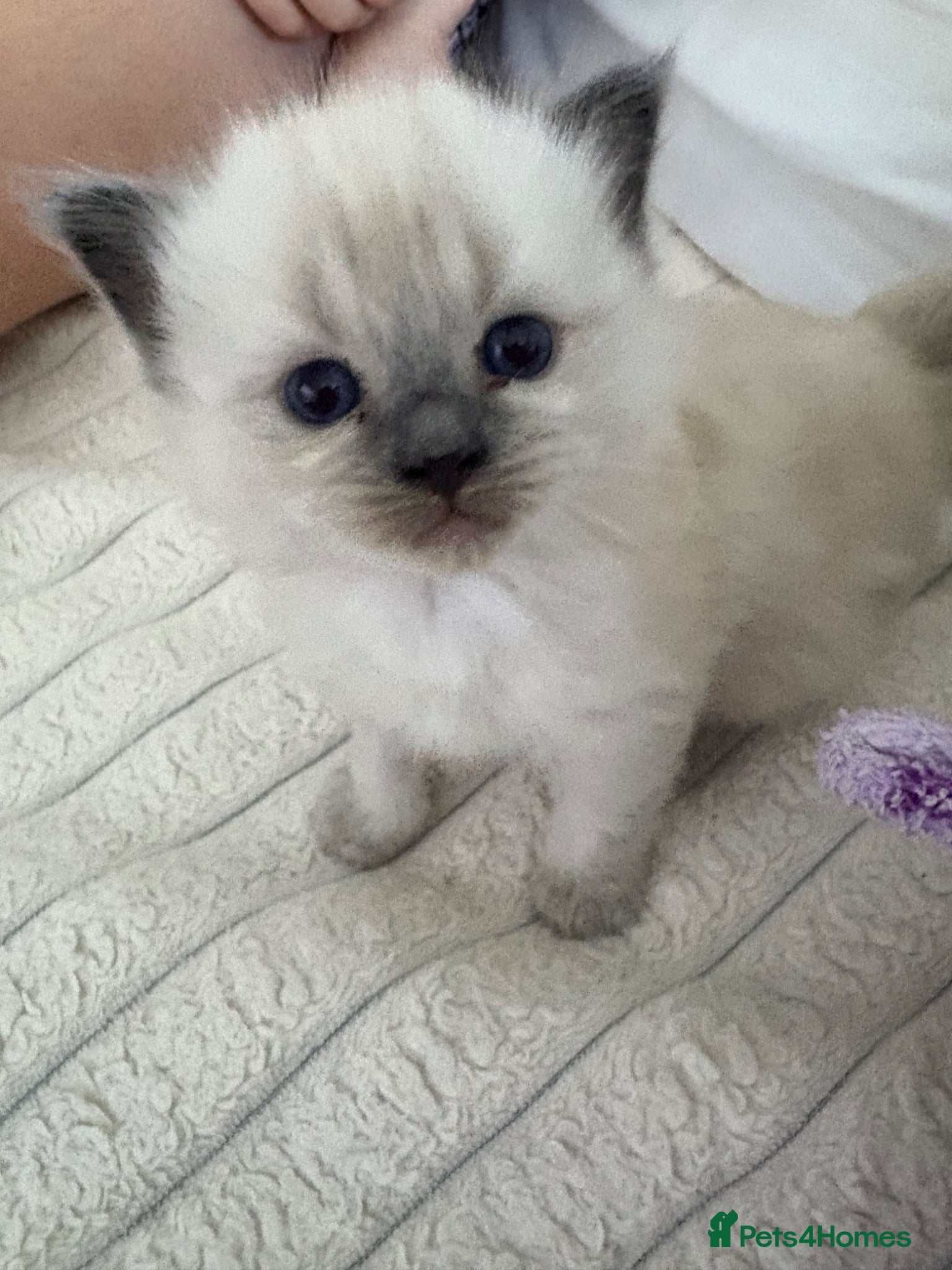 Ragdoll cats STUNNING FULLY HEALTH TESTED RAGDOLLS - Advert 1