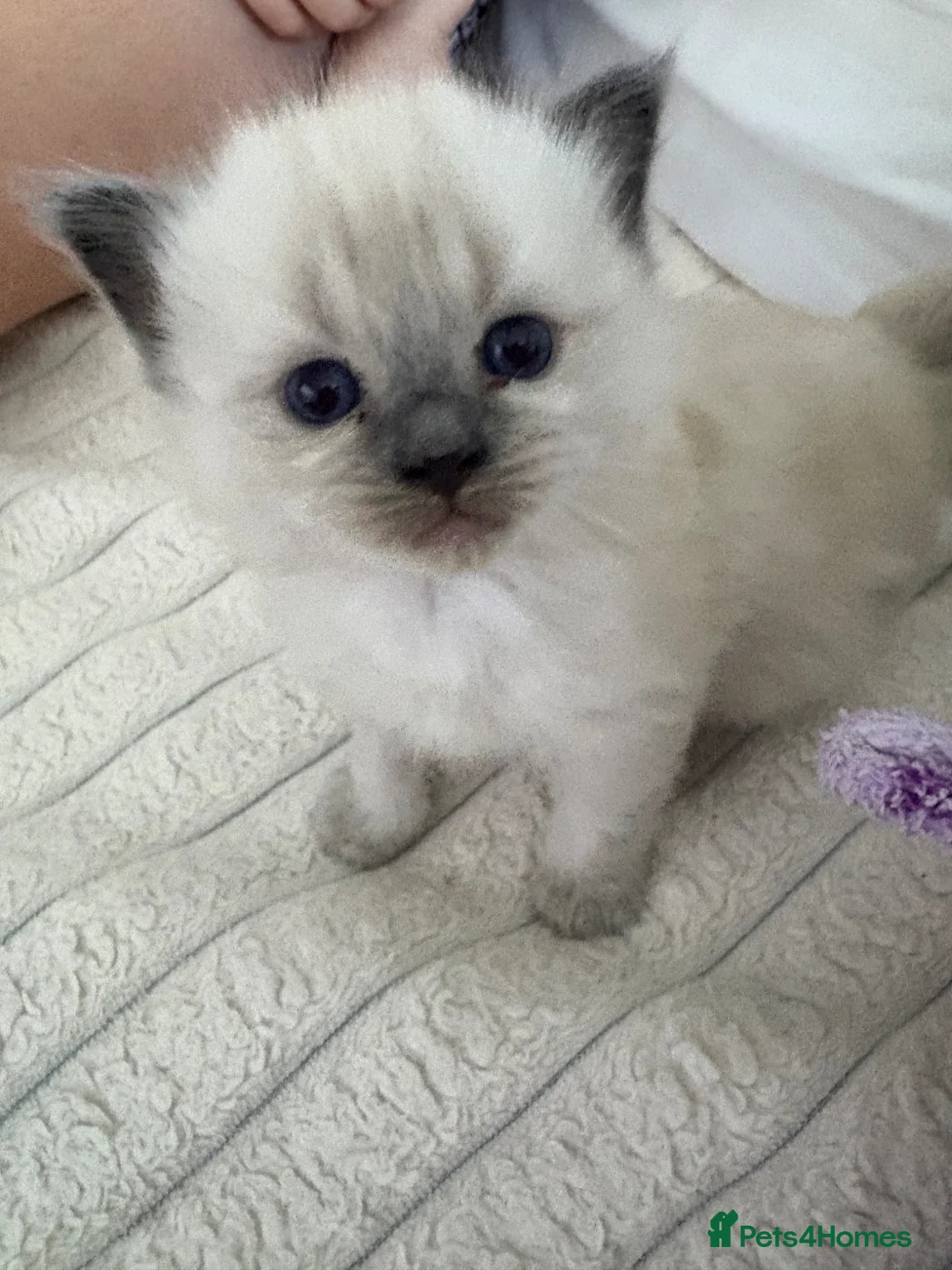 Ragdoll cats for sale: STUNNING FULLY HEALTH TESTED RAGDOLLS - Advert 1