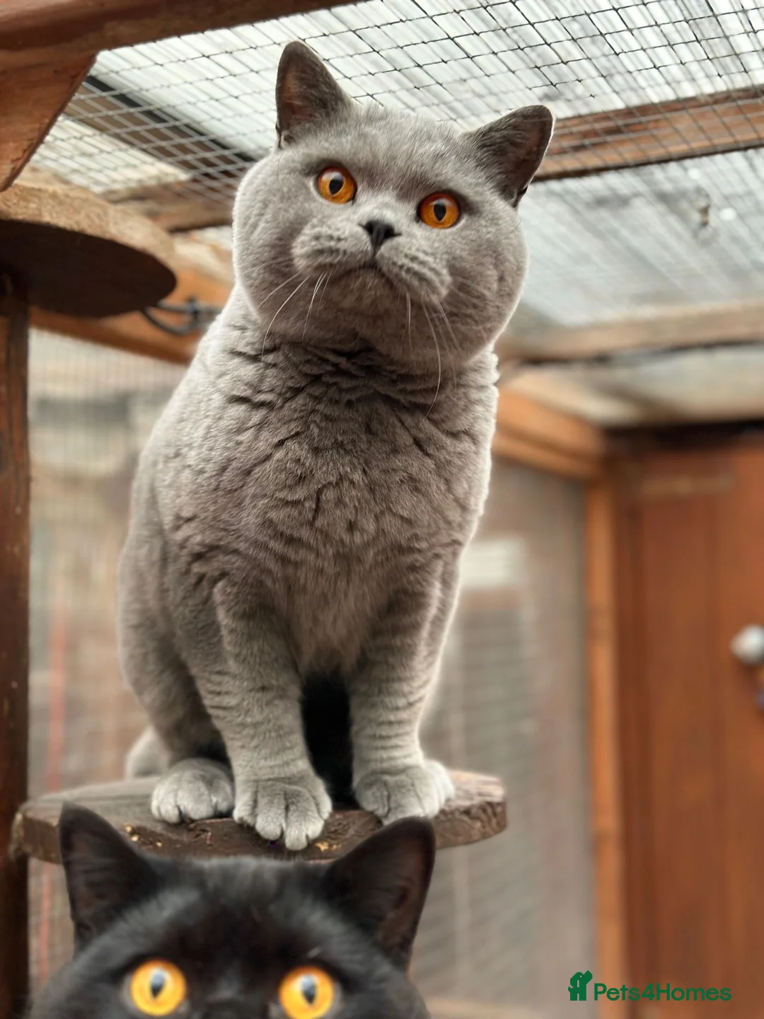British Shorthair cats for sale: 2 Gorgeous British Boys Available - Advert 5