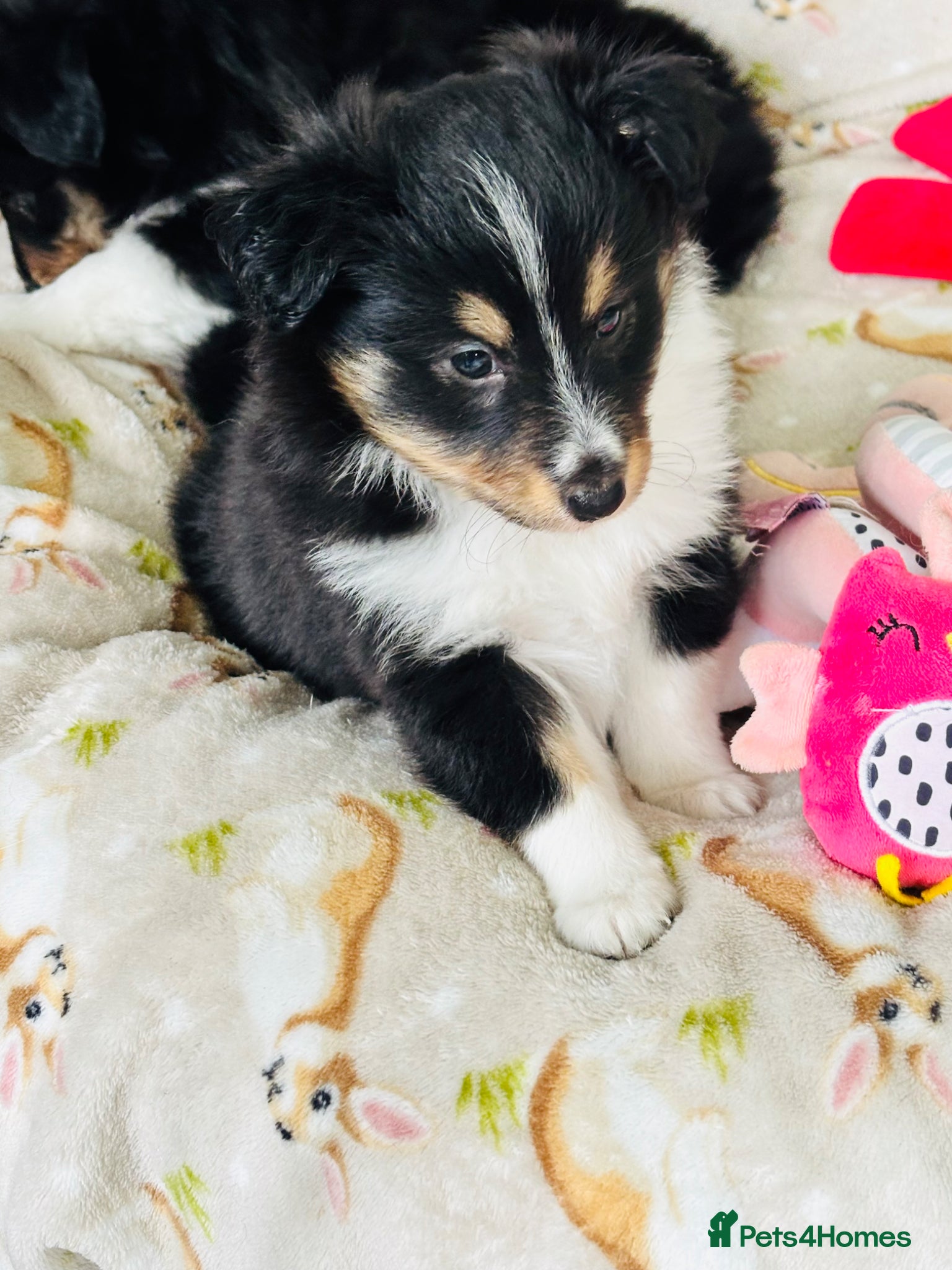 Shetland Sheepdog dogs Beautiful Shetland sheepdog puppies  - Advert 2