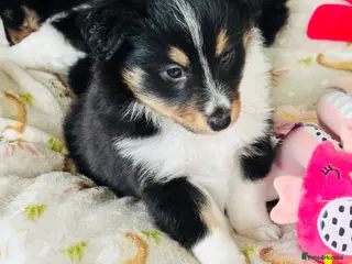 Shetland Sheepdog dogs Beautiful Shetland sheepdog puppies - Advert 2