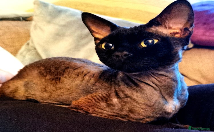 Devon Rex cats - Advert 1