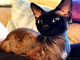 Devon Rex cats STUD ONLY - Xenopaws Ripley's Hero (Bishop) - Advert 7