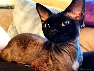 Devon Rex cats STUD ONLY - Xenopaws Ripley's Hero (Bishop) - Advert 2