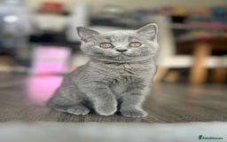British Shorthair cats for sale: Champion Line British Shorthair Kittens - Image 8