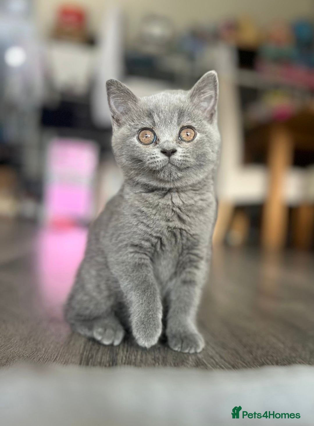 British Shorthair cats for sale: Champion Line British Shorthair Kittens - Image 8