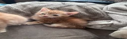Mixed Breed cats for sale: 3 boy kittens  in Peterlee - Advert 3
