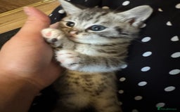 British Shorthair cats for sale: Beautiful lilac British shorthair X kittens - Image 17