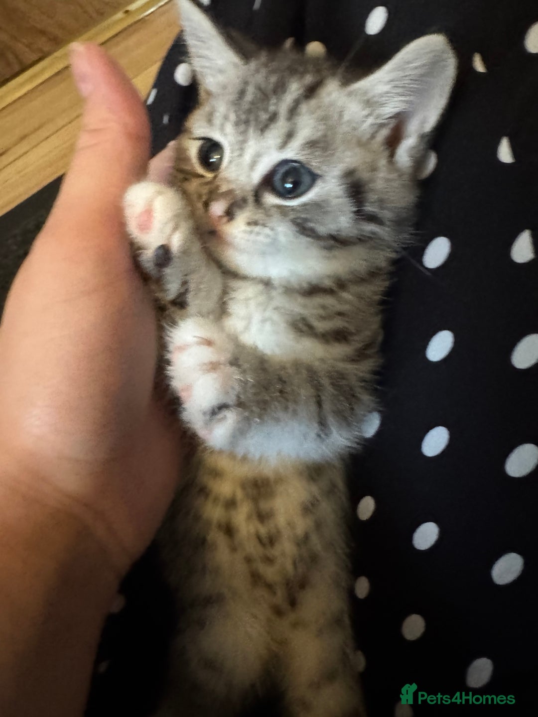 British Shorthair cats for sale: Beautiful lilac British shorthair X kittens - Image 17