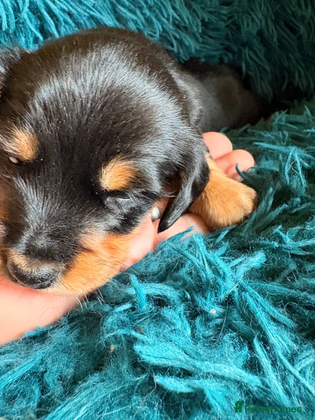 Dachshund dogs for sale: Miniature Smooth Haired Dachshunds  - Advert 23