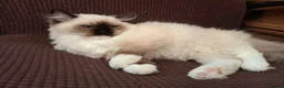 Ragdoll cats for sale: GCCF Reg. Ragdoll Kittens, Champion Bloodlines - Advert 8