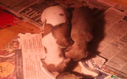 Whippet dogs for sale: Whippet pups  - Image 14