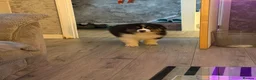 Australian Shepherd dogs for sale: Stunning Australian Shepherd Puppies  - Advert 14
