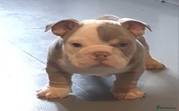 English Bulldog dogs for sale: Kc reg British bulldogs  - Image 25