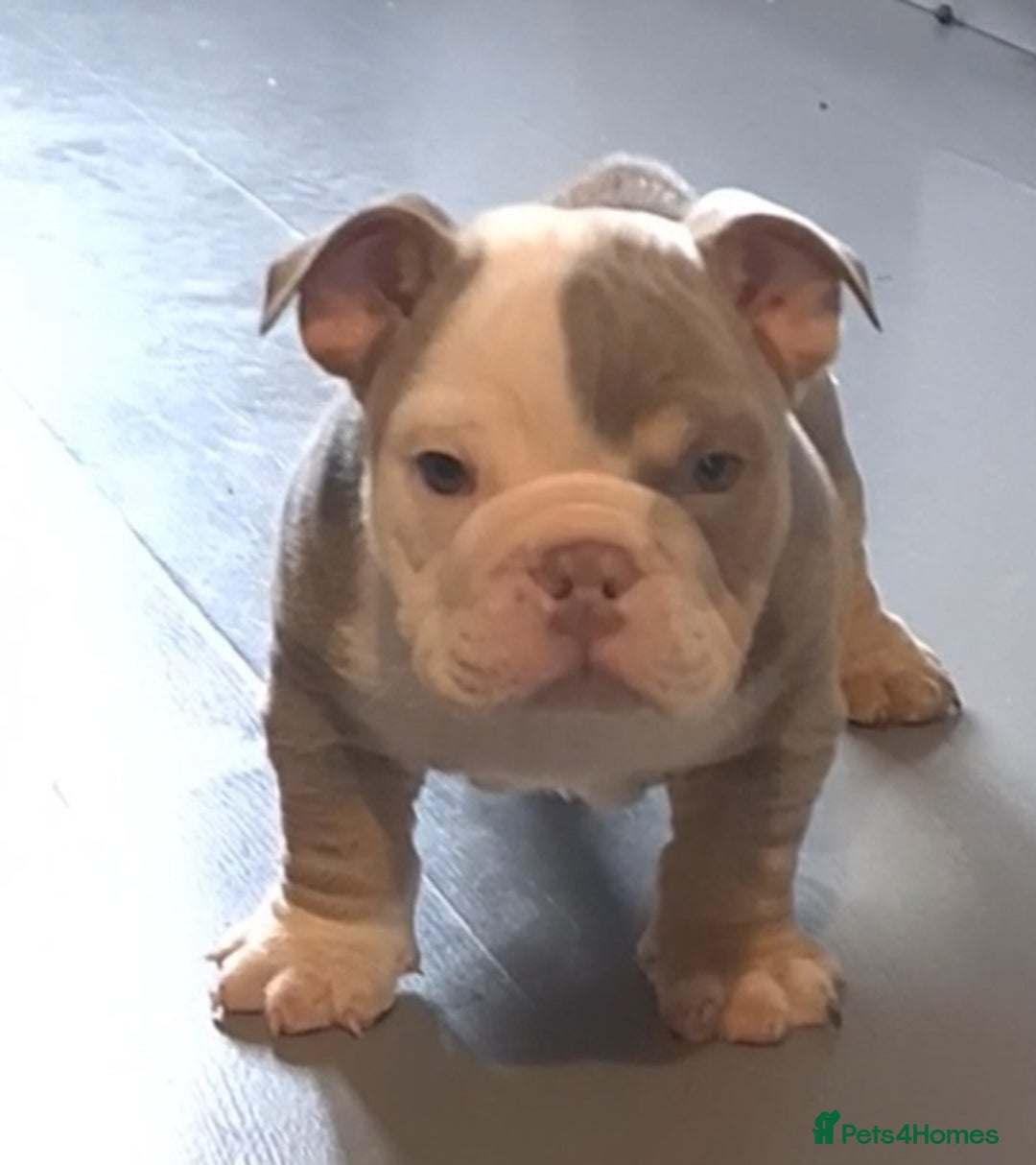 English Bulldog dogs for sale: Kc reg British bulldogs  - Image 25
