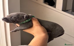 Staffordshire Bull Terrier dogs for sale: Beautiful Blue Stafford bullterriers - Image 14
