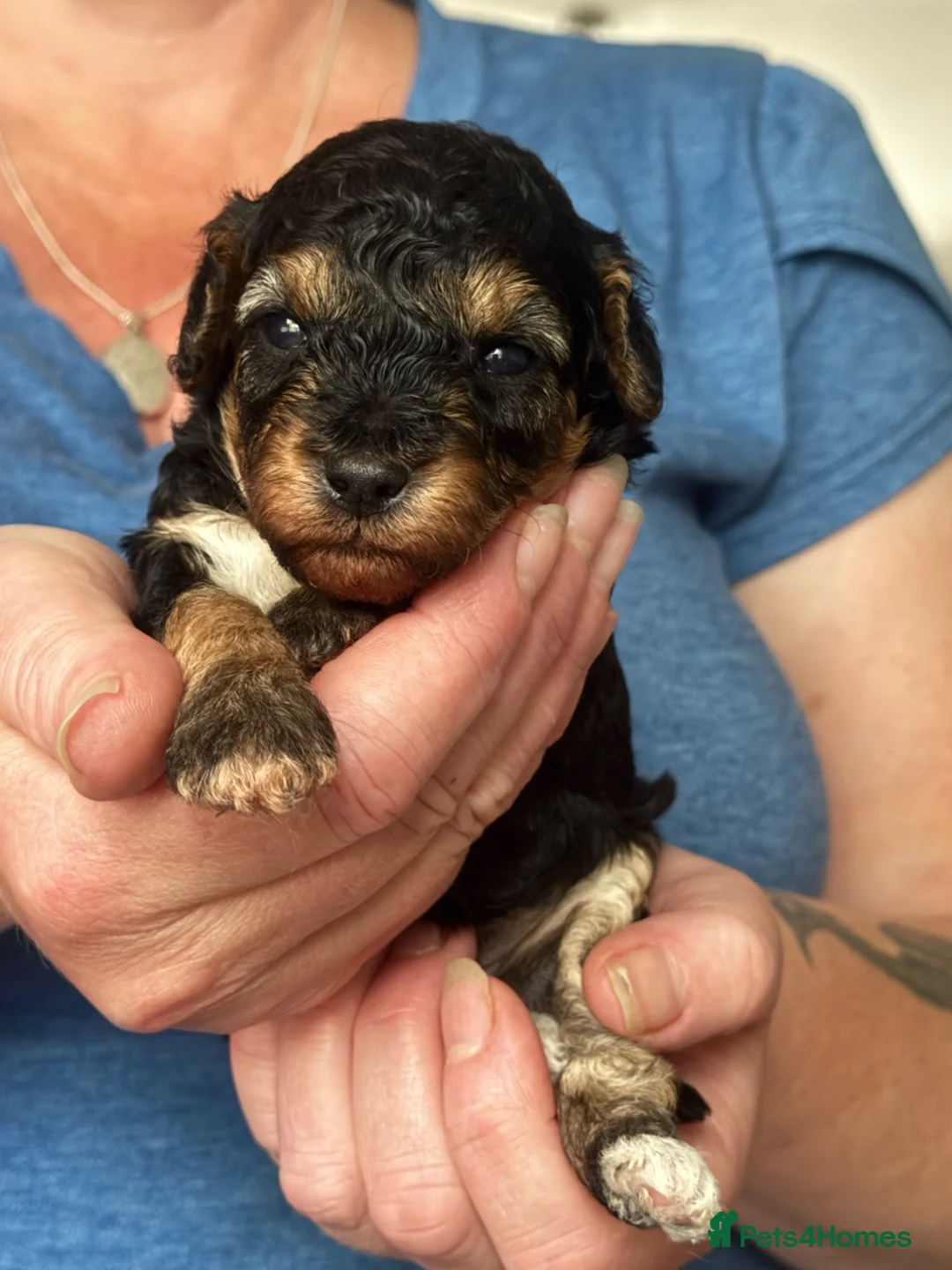Mixed Breed dogs for sale: KC Registered Gorgeous Small Poodle Puppies  - Advert 1