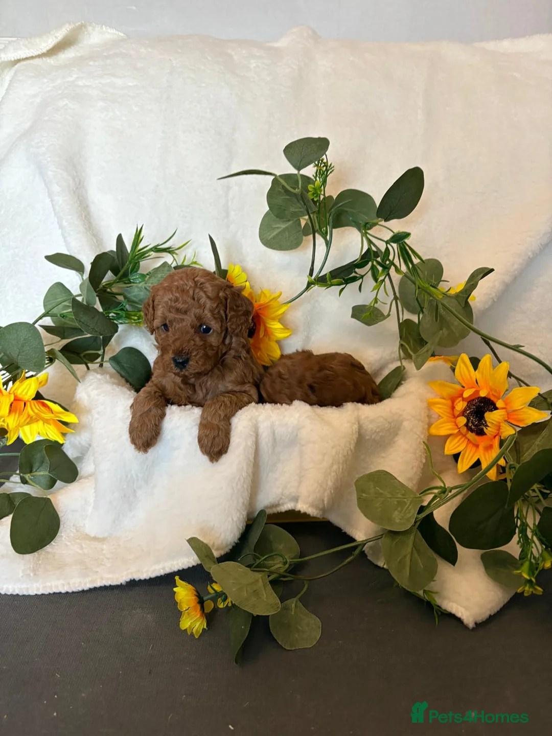 Cavapoo dogs for sale: F1b Fox Red Cavapoos - Advert 6
