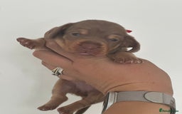 Miniature Dachshund dogs for sale: Smooth haired Miniature Dachshund - Image 5