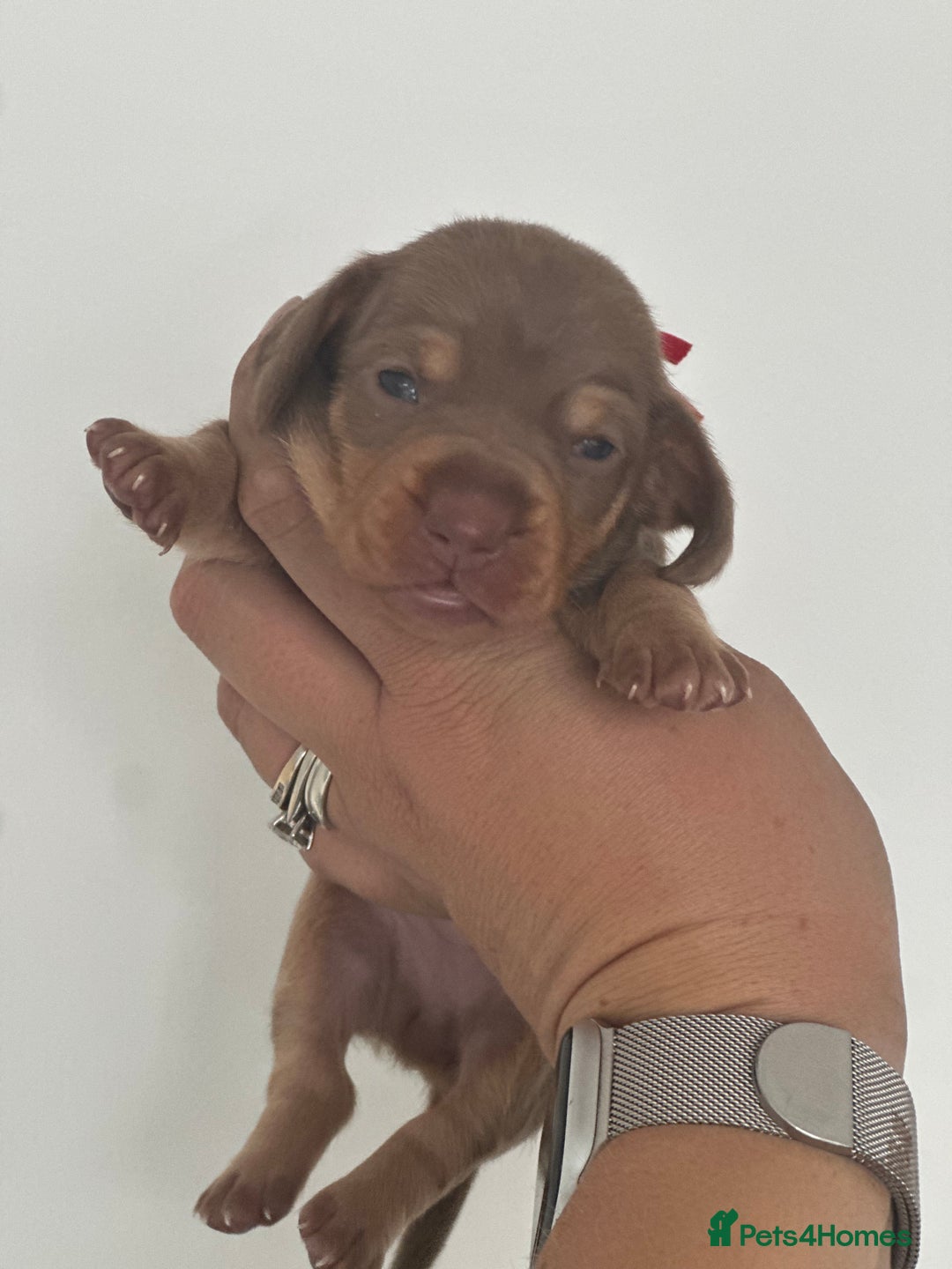 Miniature Dachshund dogs for sale: Smooth haired Miniature Dachshund - Image 5
