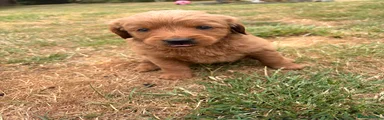 Mini Goldendoodle 7