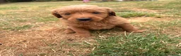 Mini Goldendoodle dogs for sale: F2 miniature goldendoodles - Advert 4
