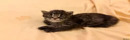 Maine Coon cats for sale: Now 2 TICA Registered Mainecoon kittens  - Advert 34
