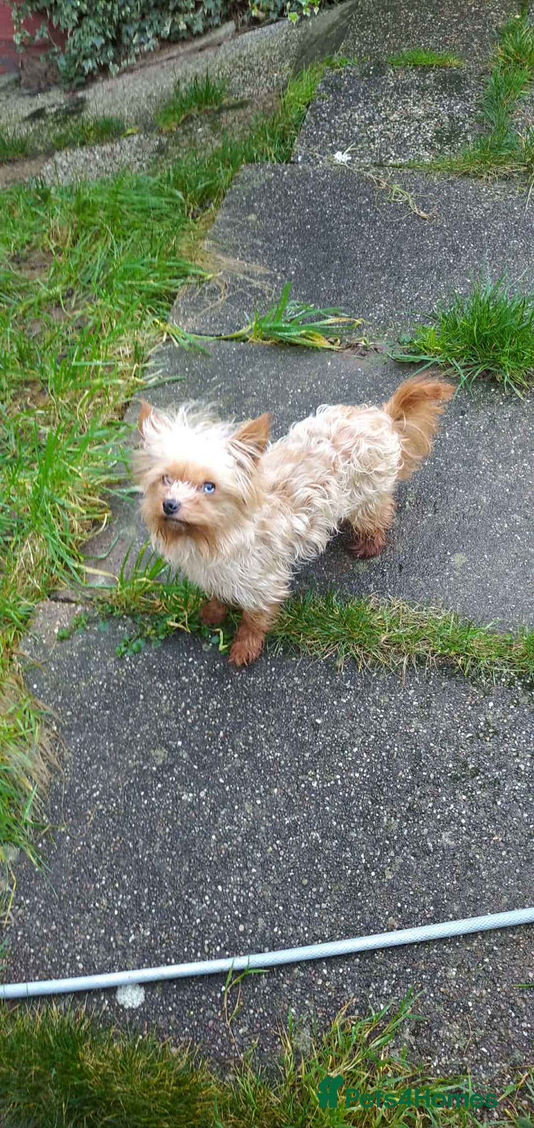 Yorkshire Terrier dogs for sale: Golden Yorkshire Terrier - Advert 2