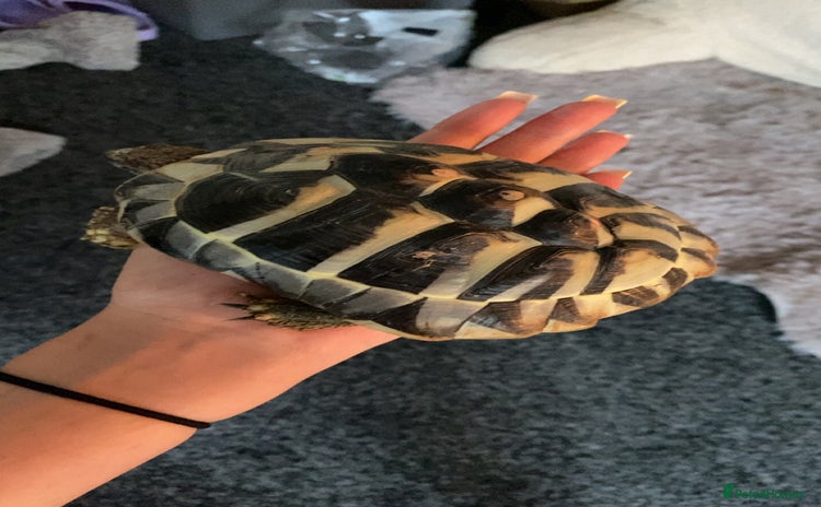 Hermann Tortoise reptiles - Advert 1