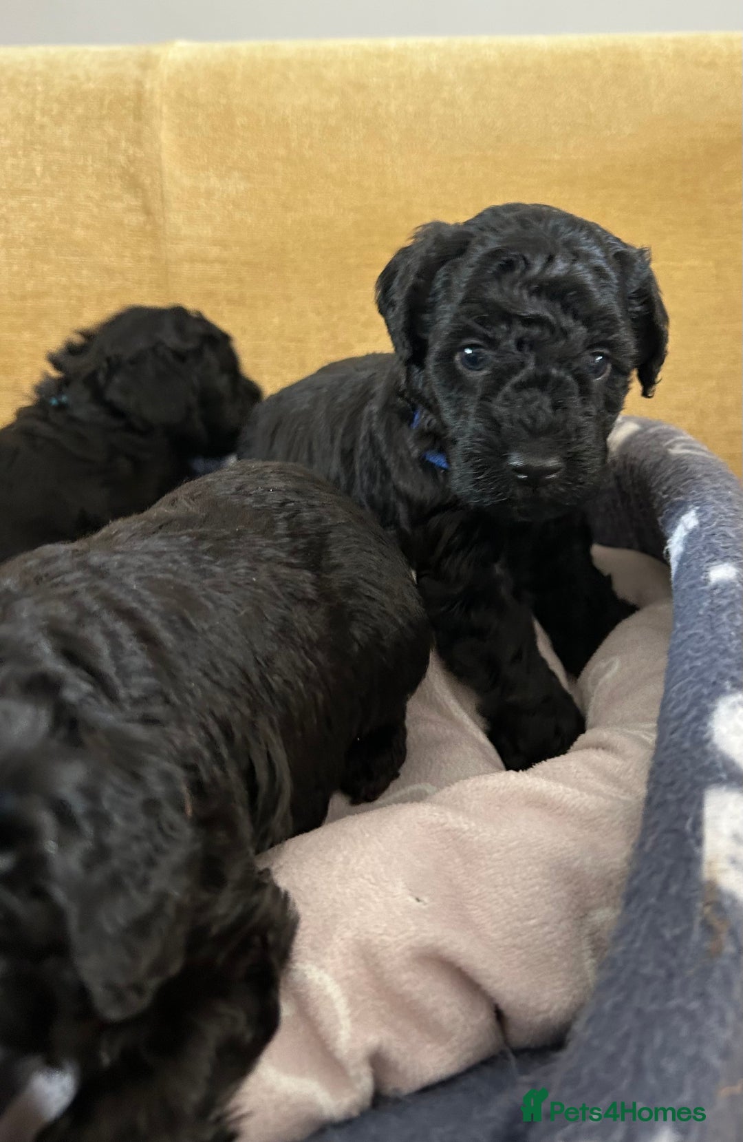 Miniature Poodle dogs for sale: Miniature Poodle Puppies  - Image 7