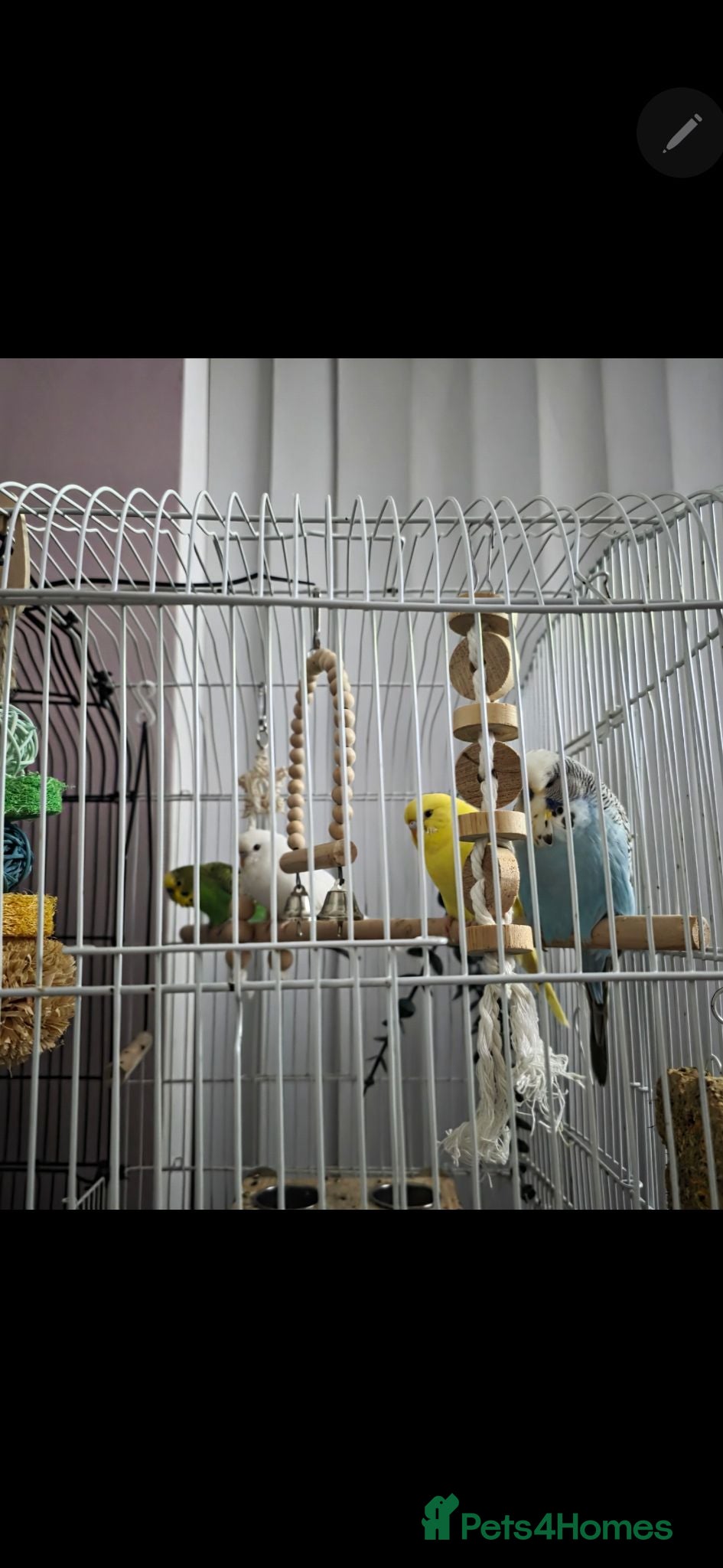 Budgerigars birds 3 mixed budgies  - Advert 3