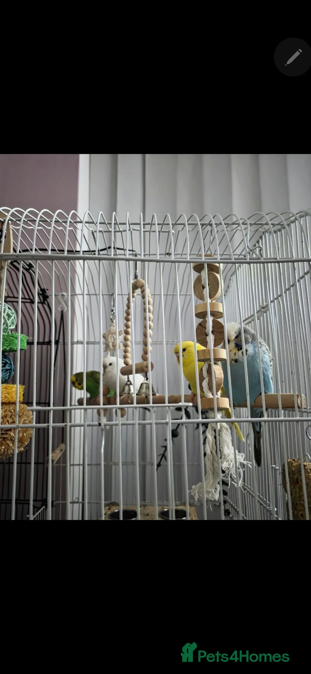 Budgerigars birds for sale: 3 mixed budgies  in Birkenhead - Advert 1