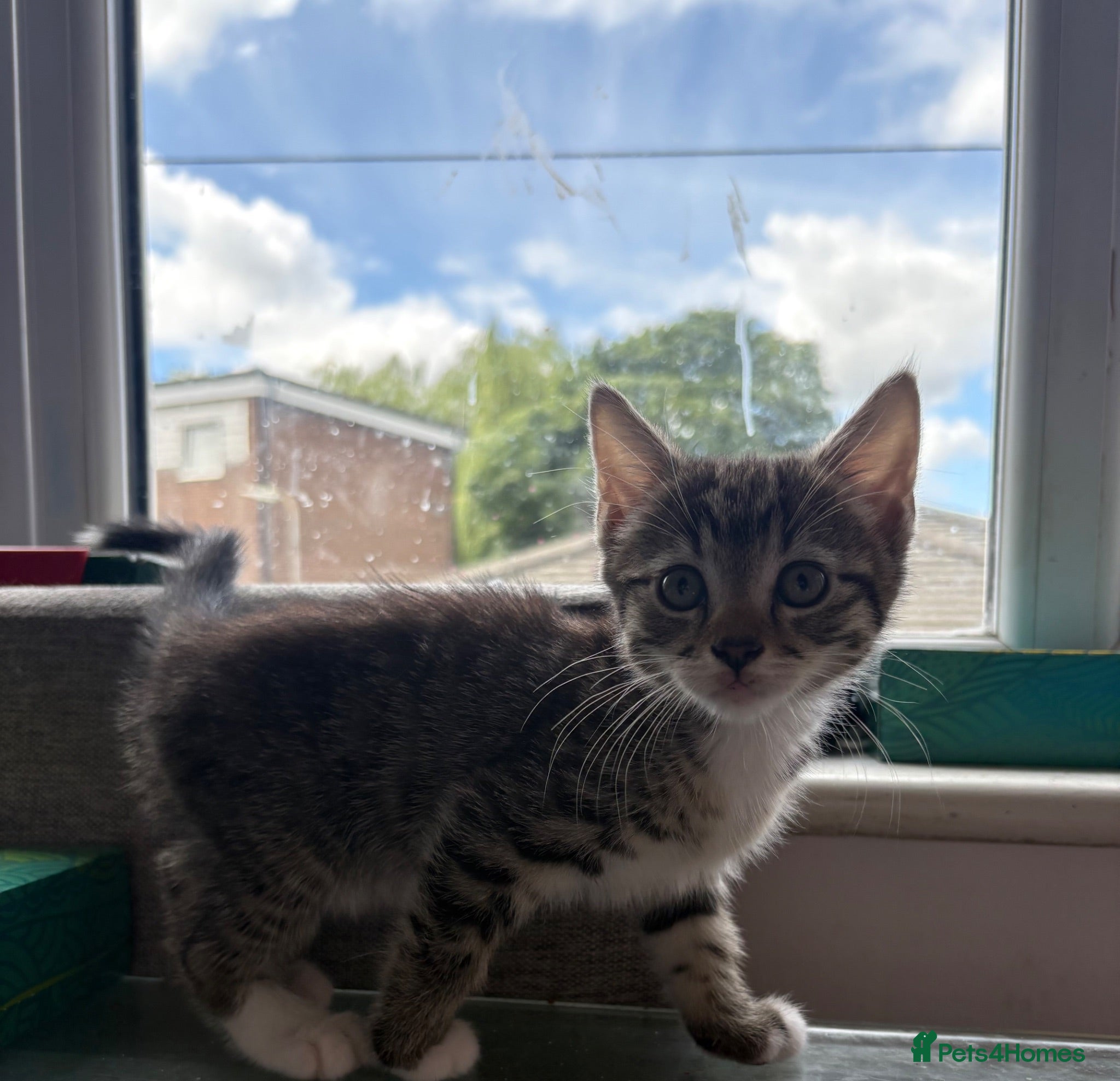 Mixed Breed cats 3 b+w males and 1 tabby female for sale - Advert 1