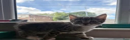 Mixed Breed cats for sale: 3 b+w males and 1 tabby female for sale - Advert 1