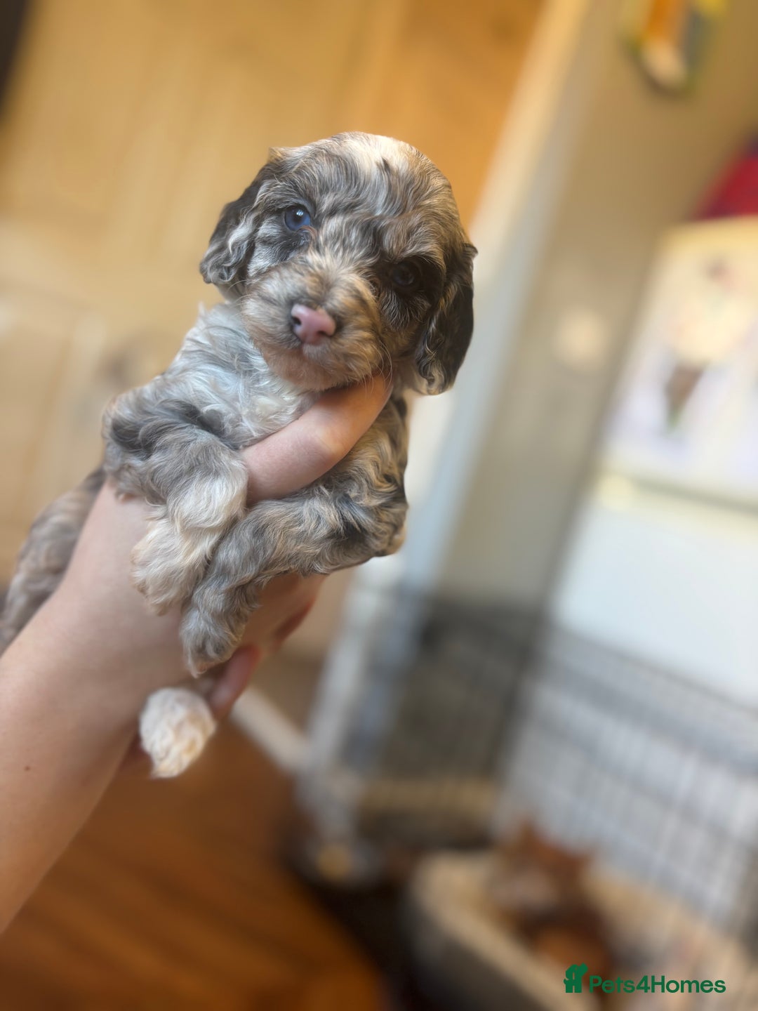 Cockapoo dogs for sale: Miniature cockapoos  - Advert 8