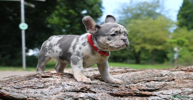 French Bulldog dogs - Advert 10