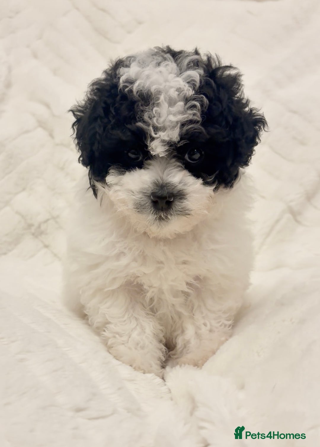 Toy Poodle dogs for sale: Asian poodle  - Advert 5