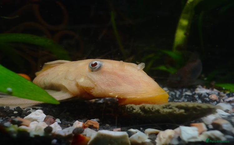 Plecos fish - Advert 6