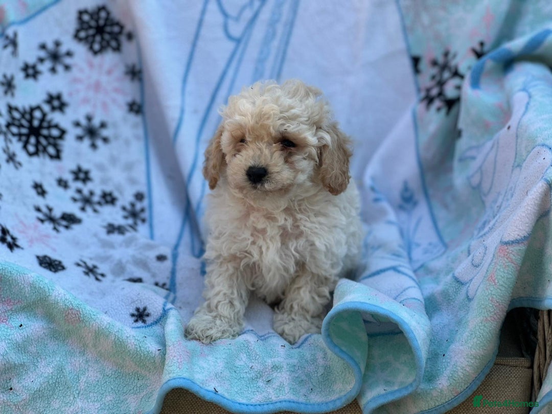 Poochon dogs for sale: Beautiful Poochons  - Image 10
