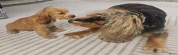 Cocker Spaniel dogs for sale: Ready to go 2 boys left show cocker spaniels - Advert 31