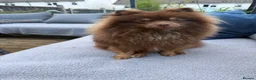 Pomeranian dogs for sale: For sale one stunning chocolate & tan boy  - Advert 5