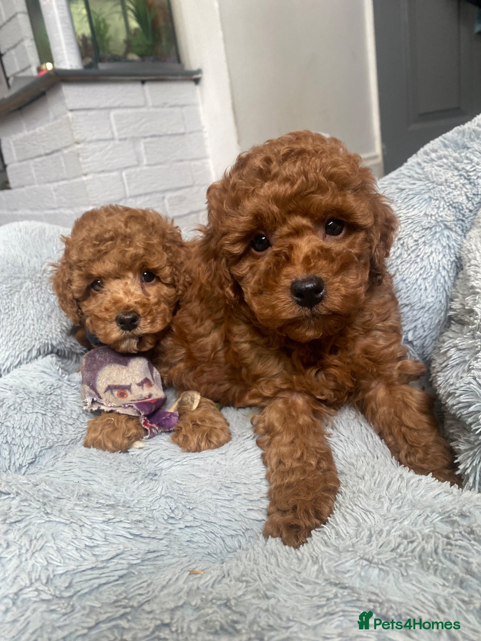 Toy Poodle dogs KC Toy Poodles Ready Now - Advert 1