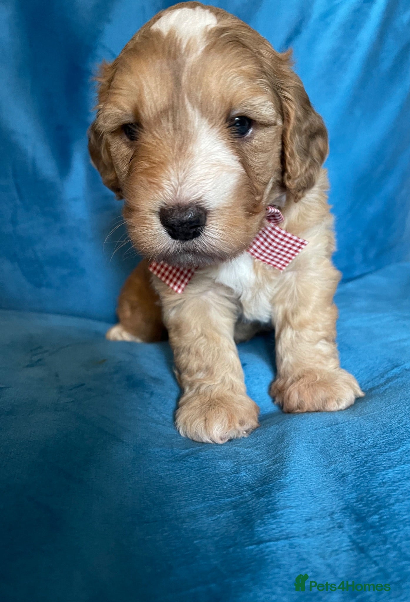 Cockapoo dogs Exceptional Cockapoo Puppies 🐶💕 - Advert 1