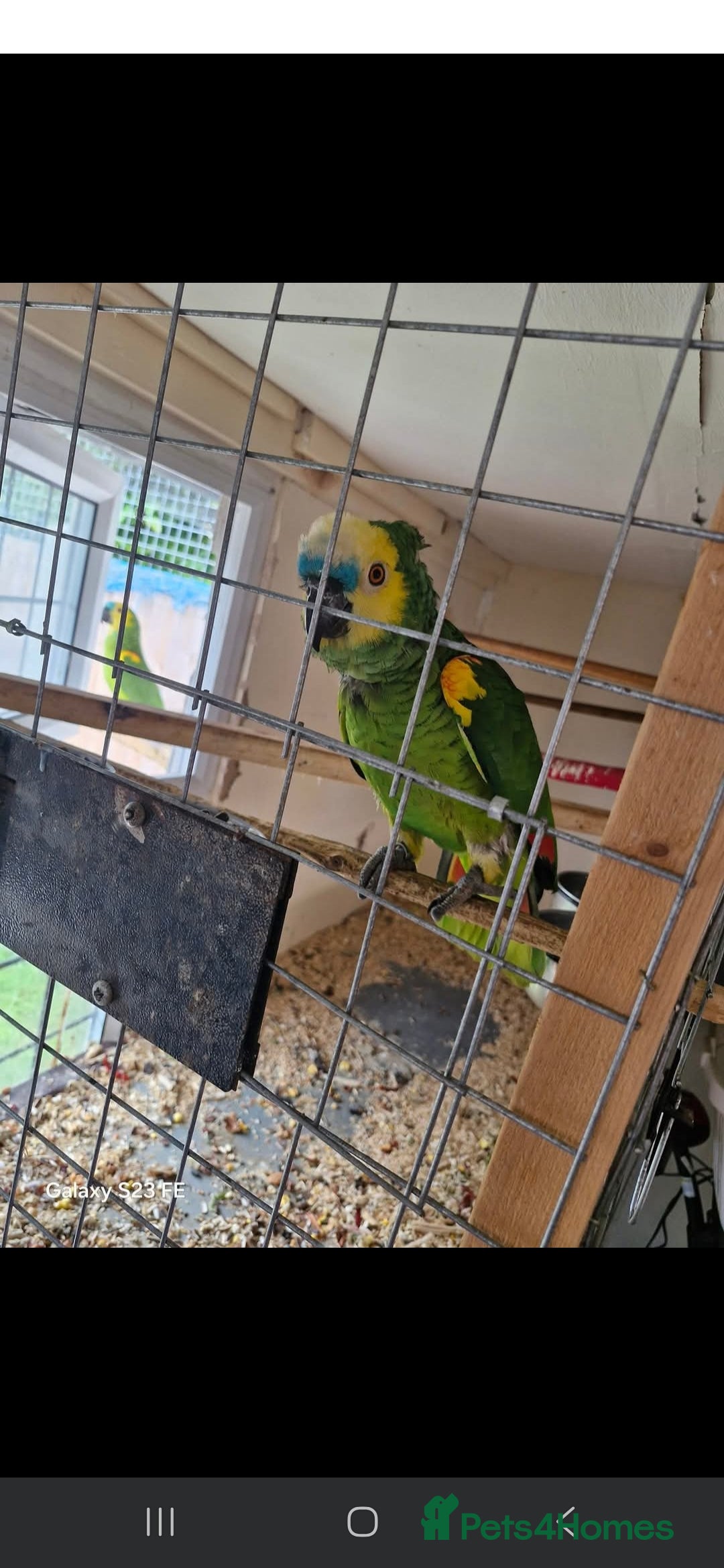 Parrots birds for sale: Blue fronted amazon bonded breeding pair - Image 2