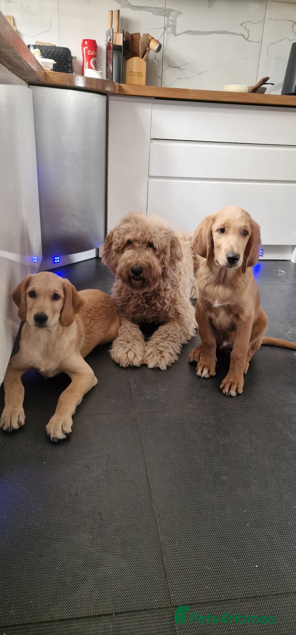 Labradoodle dogs Smart Labradors & Labradoodle Last Boy Available - Advert 10