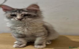 Maine Coon cats for sale: Maine coon kittens•Ready to leave•Fully vaccinated - Image 4